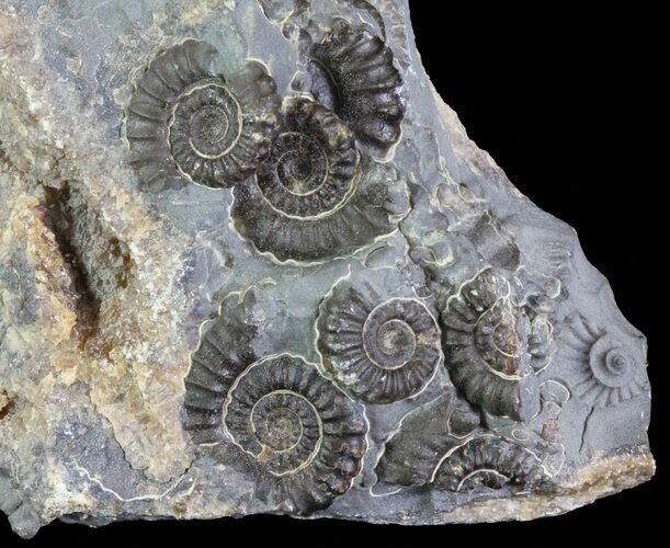 Ammonite Fossil Slab - Marston Magna Marble #63505